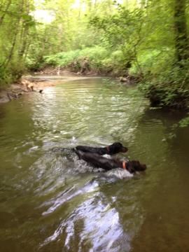 Des Plaines De La Goulisse - Eté chaud... natation pour Isis et son complice le setter Gordon