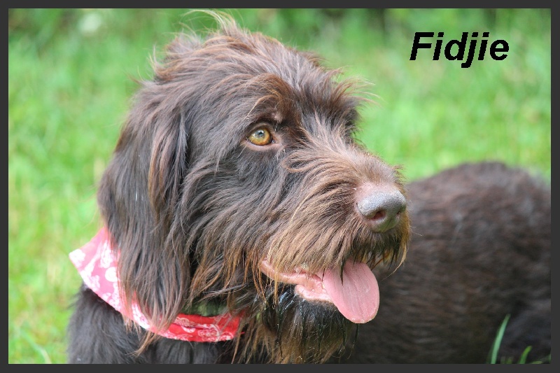 Fidjie (Sans Affixe)