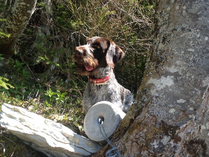 Des Plaines De La Goulisse - Isard crapahute dans les alpes